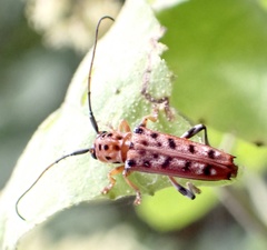 Glenea vigintiduomaculata