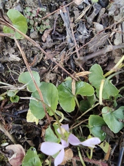 Viola hamiltoniana