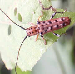 Glenea vigintiduomaculata