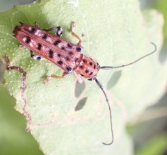 Glenea vigintiduomaculata