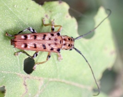 Glenea vigintiduomaculata