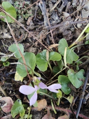 Viola hamiltoniana