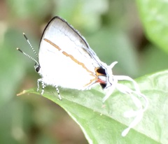 Hypolycaena