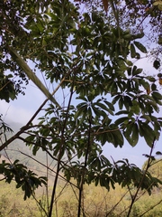 Lindera megaphylla