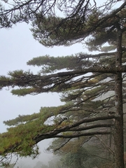 Pinus hwangshanensis