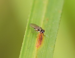Hydrellia tritici