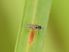 Hydrellia tritici