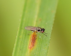Hydrellia tritici