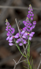 Comesperma virgatum