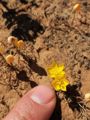 Ornithogalum rupestre