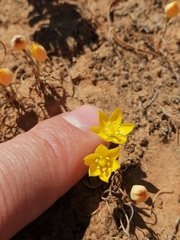 Ornithogalum rupestre