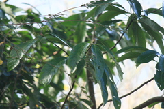 Lindera megaphylla