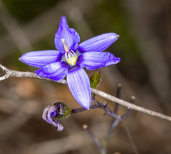 Agrostocrinum hirsutum