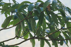 Lindera megaphylla