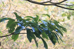 Lindera megaphylla