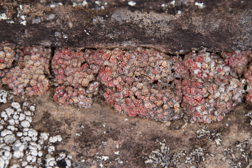 Conophytum swanepoelianum