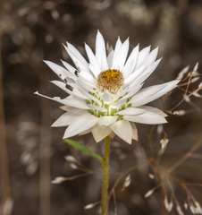 Xerochrysum macranthum