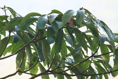 Lindera megaphylla