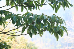 Lindera megaphylla