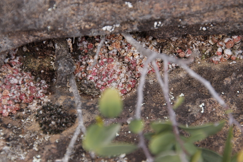 Conophytum swanepoelianum