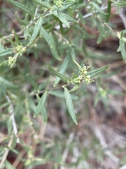 Euploca rariflora hereroensis