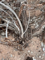 Euploca rariflora hereroensis