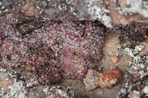 Conophytum swanepoelianum