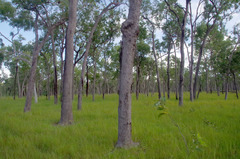 Corymbia clarksoniana
