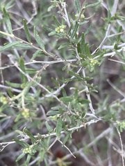 Euploca rariflora hereroensis