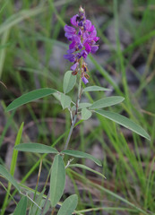 Grona heterocarpos strigosa