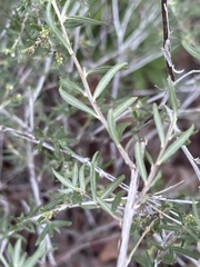 Euploca rariflora hereroensis
