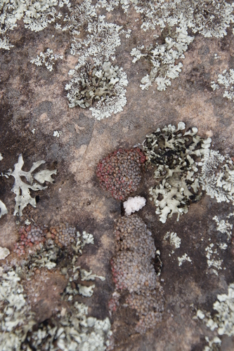 Conophytum swanepoelianum