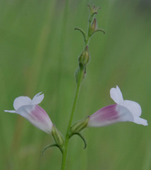 Centranthera cochinchinensis