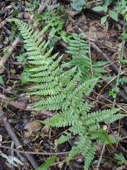 Microlepia pseudostrigosa