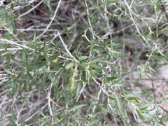 Euploca rariflora hereroensis