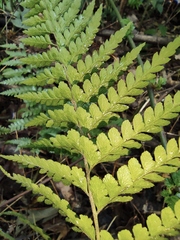 Microlepia pseudostrigosa