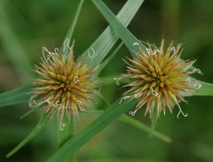 Rhynchospora heterochaeta