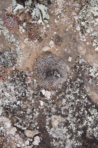 Conophytum swanepoelianum