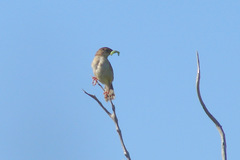 Cisticola cherina