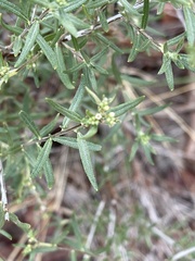 Euploca rariflora hereroensis