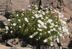 Argyranthemum tenerifae image