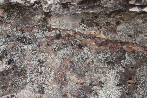 Conophytum swanepoelianum