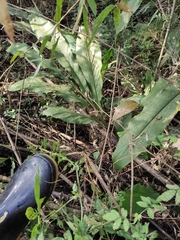 Alpinia japonica