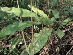 Alpinia japonica