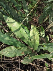 Alpinia japonica