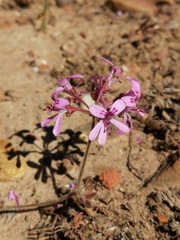 Pelargonium reflexipetalum