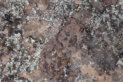Conophytum swanepoelianum