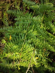 Microlepia nepalensis