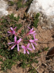 Pelargonium reflexipetalum