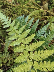 Microlepia nepalensis